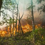 Intervista a Francesco Ronco: la Regione Puglia investe per ridurre il rischio di incendi boschivi